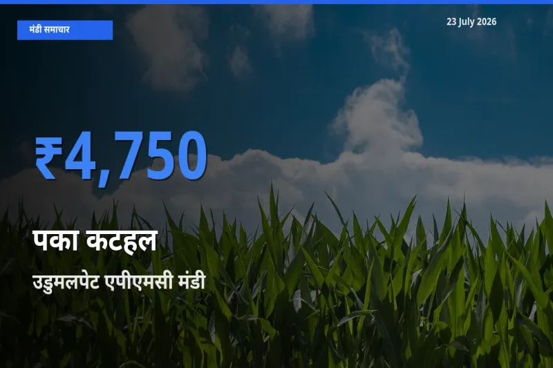 आज का मंडी भाव: पका कटहल के सबसे ज़्यादा दाम उडुमलपेट एपीएमसी में