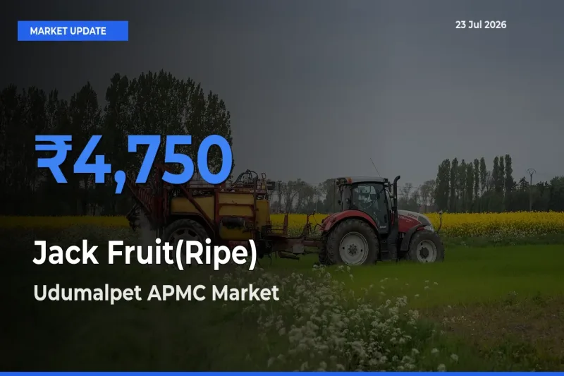 Market Watch: Udumalpet APMC Becomes Top Mandi for Jack Fruit(Ripe)