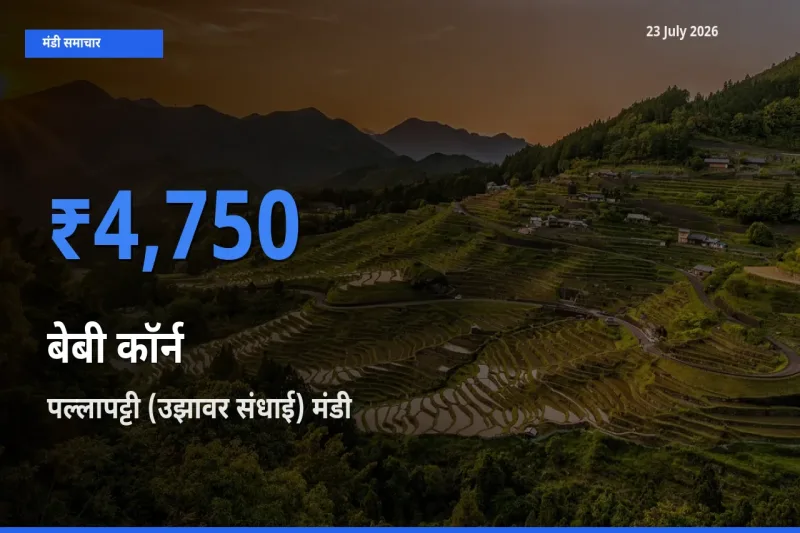 पल्लापट्टी (उझावर संधाई) मंडी में बेबी कॉर्न ₹4,750 पर पहुँचा – आज का सर्वोच्च भाव