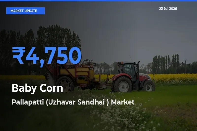 Pallapatti (Uzhavar Sandhai ) Offers ₹4,750 – Highest Baby Corn Rate Today