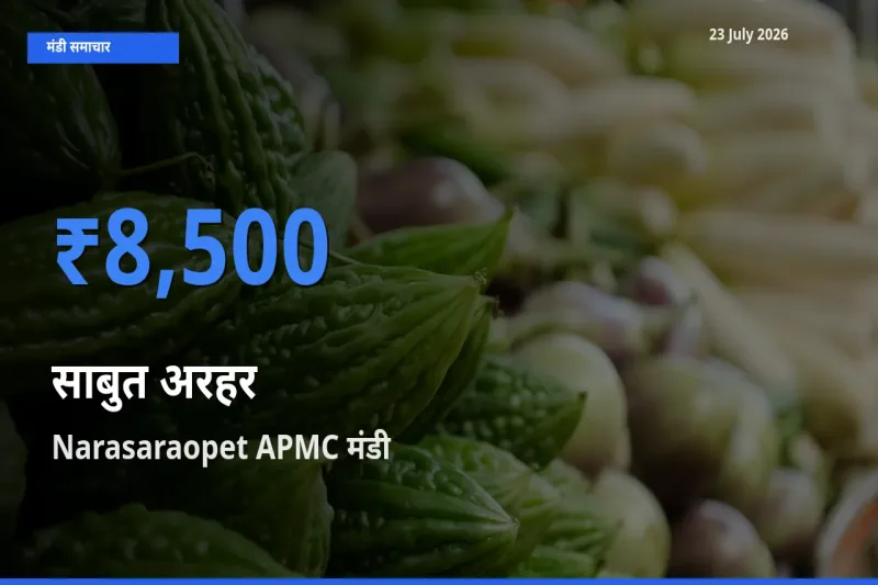 Narasaraopet APMC में साबुत अरहर का आज सबसे ऊँचा भाव