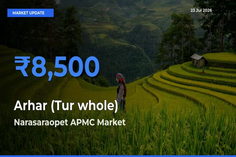 Narasaraopet APMC Tops Arhar (Tur whole) Rates – July 23 Market Update