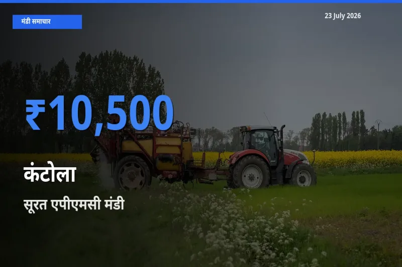 आज कंटोला के सबसे ऊँचे दाम ₹10,500 सूरत एपीएमसी मंडी में