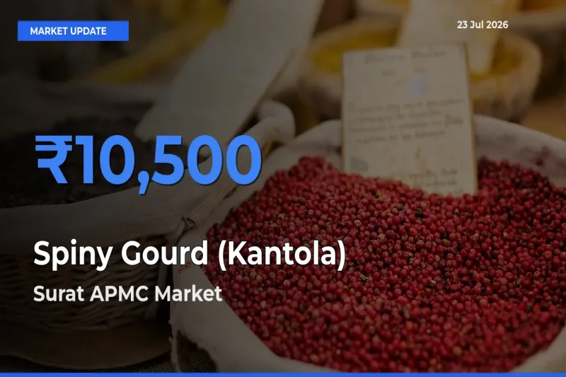 Market Watch: Surat APMC Becomes Top Mandi for Spiny Gourd (Kantola)