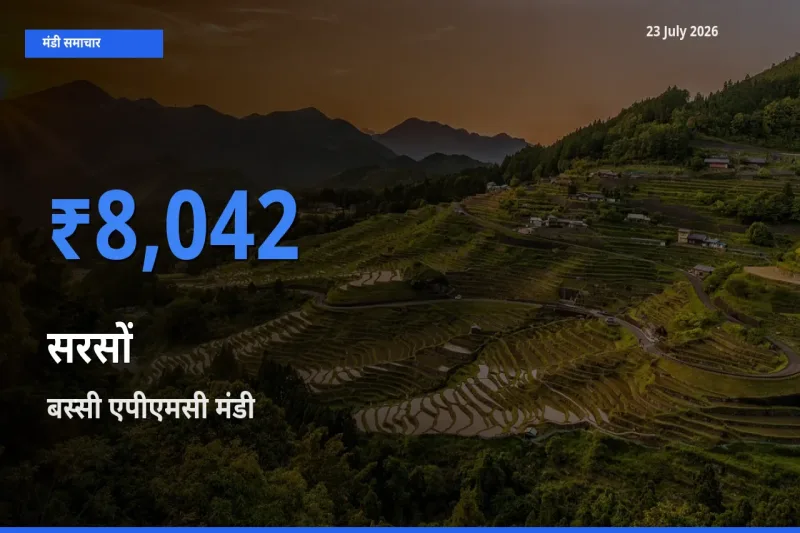 23 July अपडेट: सरसों के सबसे ऊँचे दाम बस्सी एपीएमसी मंडी में