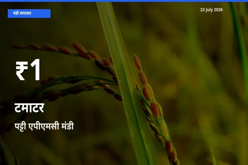 टमाटर के दाम 30 दिनों के सबसे निचले स्तर पर, पट्टी एपीएमसी