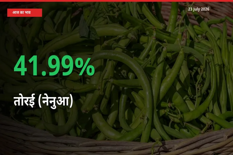 स्थानीय मंडी में तोरई (नेनुआ) के दाम अचानक 41.99% उछले, किसान सतर्क