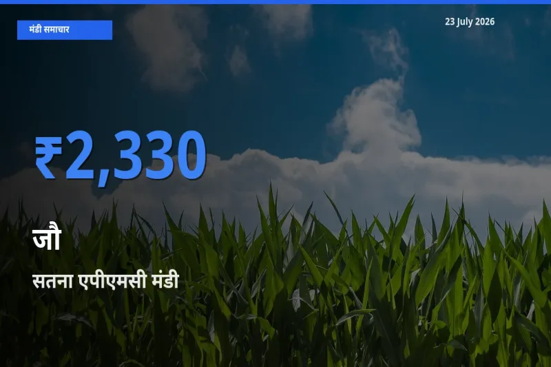 सतना एपीएमसी मंडी में जौ ₹2,330 पर पहुँचा – आज का सर्वोच्च भाव