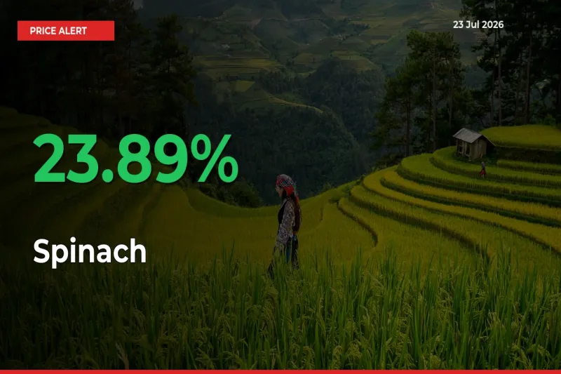 Sharp Jump! Spinach Prices Climb 23.89% in 24 Hours at Key Mandis