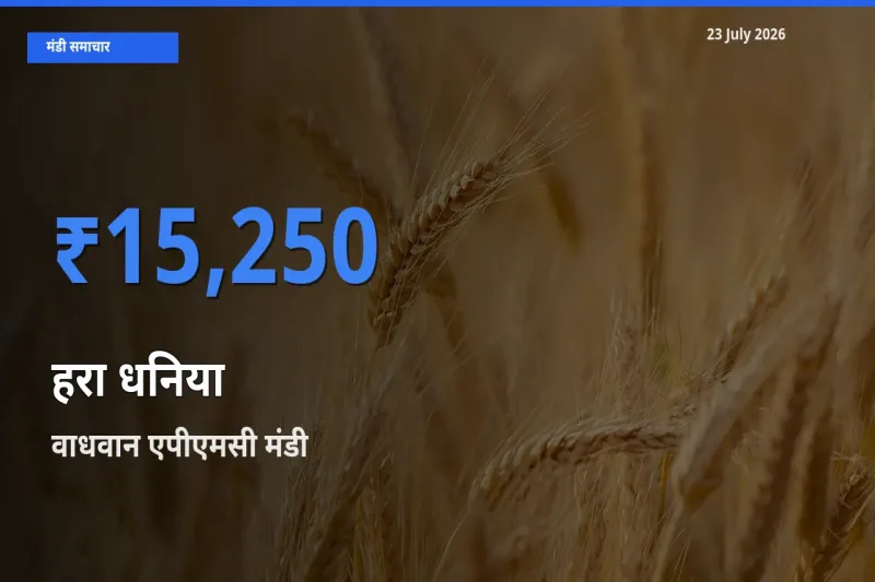 वाधवान एपीएमसी मंडी में आज हरा धनिया के सबसे ऊँचे दाम दर्ज
