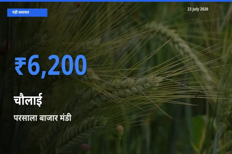 आज का मंडी भाव: चौलाई के सबसे ज़्यादा दाम परसाला बाजार में