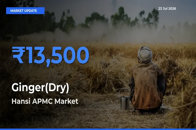 Hansi APMC Records Highest ₹13,500 Rate for Ginger(Dry)
