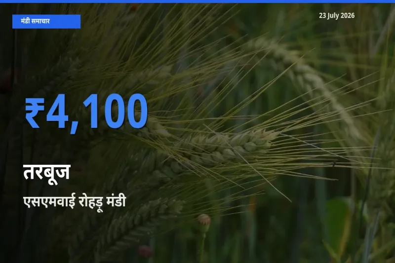 आज तरबूज के सबसे ज़्यादा दाम एसएमवाई रोहड़ू मंडी में दर्ज