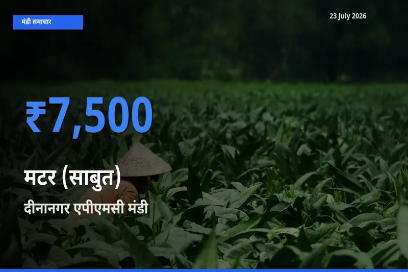 किसानों की पसंद बना दीनानगर एपीएमसी, मटर (साबुत) के सबसे अच्छे दाम