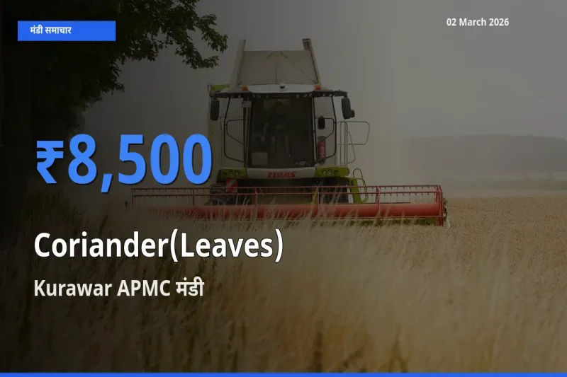 Kurawar APMC मंडी में हरा धनिया ₹8,500 पर पहुँचा – आज का सर्वोच्च भाव