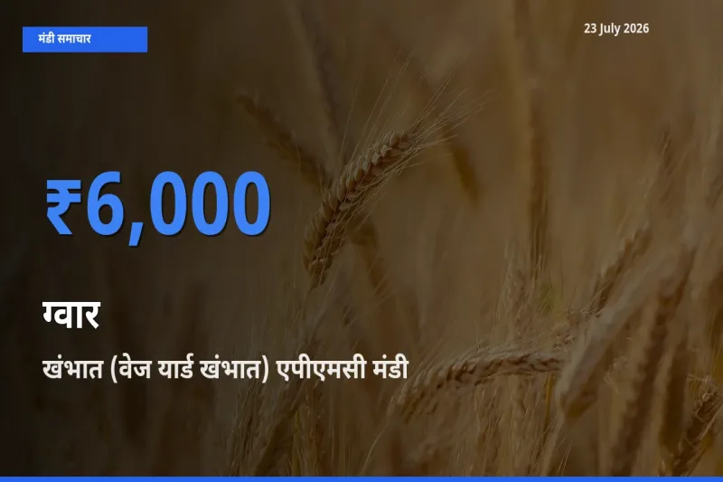किसानों की पसंद बना खंभात (वेज यार्ड खंभात) एपीएमसी, ग्वार के सबसे अच्छे दाम