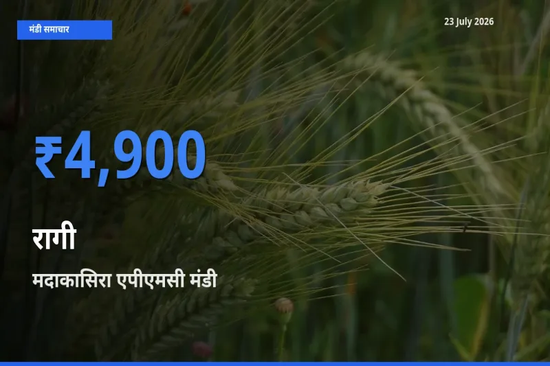 बाज़ार संकेत: मदाकासिरा एपीएमसी बना रागी के लिए आज की टॉप मंडी