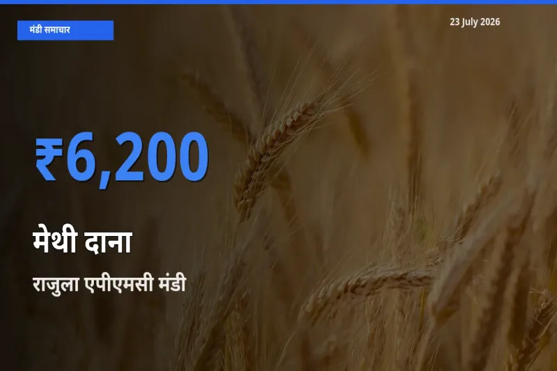 किसानों की पसंद बना राजुला एपीएमसी, मेथी दाना के सबसे अच्छे दाम