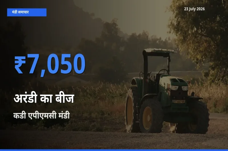 आज अरंडी का बीज के सबसे ऊँचे दाम ₹7,050 कडी एपीएमसी मंडी में
