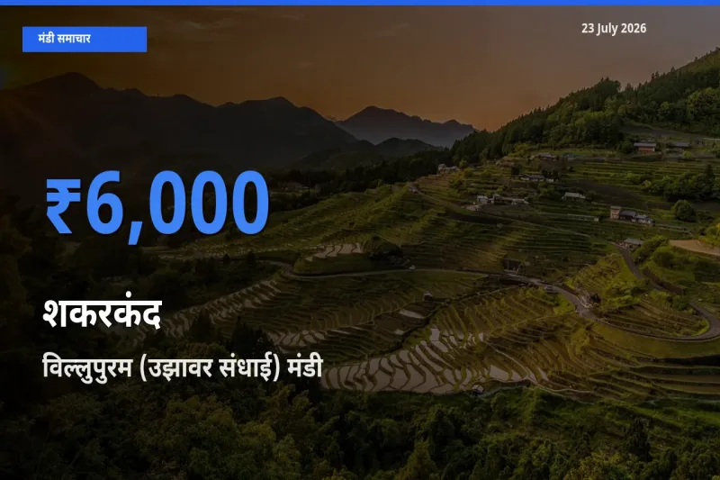 टॉप मंडी बना विल्लुपुरम (उझावर संधाई)! शकरकंद के सबसे ऊँचे दाम यहीं दर्ज