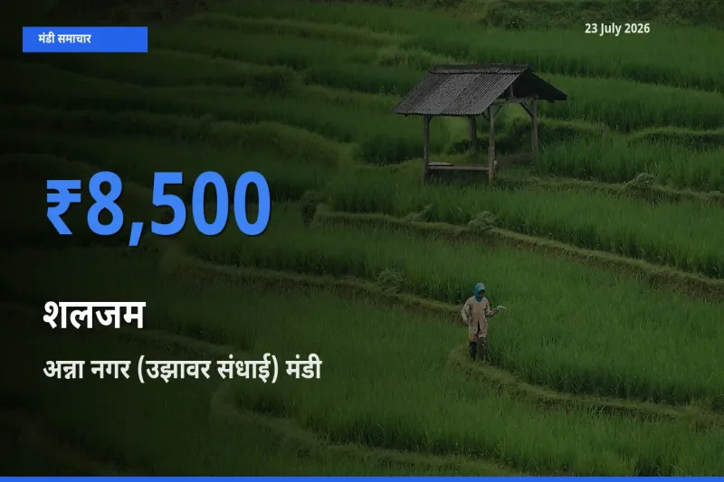 23 July अपडेट: शलजम के सबसे ऊँचे दाम अन्ना नगर (उझावर संधाई) मंडी में