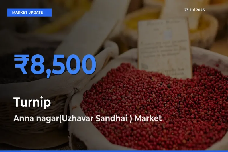 Top Performer! Anna nagar(Uzhavar Sandhai ) Offers Best Turnip Price Today