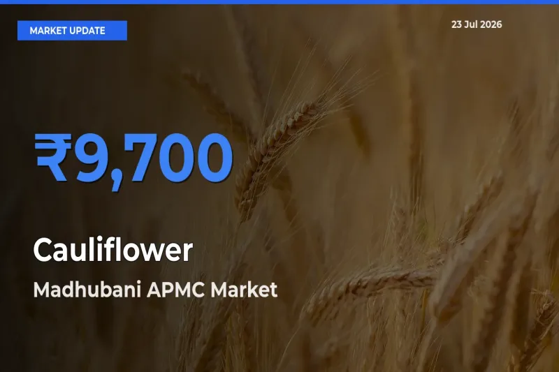 Madhubani APMC Offers ₹9,700 – Highest Cauliflower Rate Today
