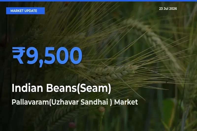 Pallavaram(Uzhavar Sandhai ) Tops Indian Beans(Seam) Mandi Rates Today
