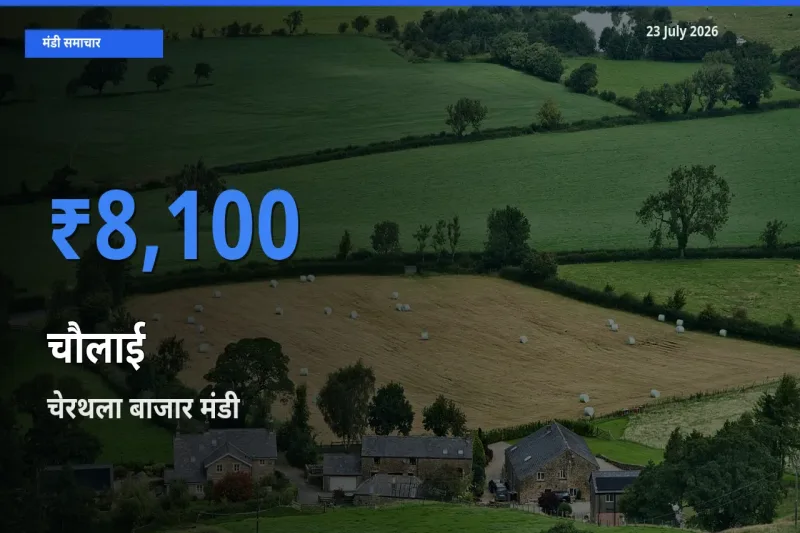 बाज़ार संकेत: चेरथला बाजार बना चौलाई के लिए आज की टॉप मंडी