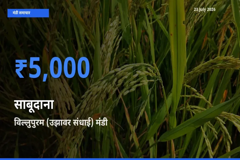 आज साबूदाना के सबसे ऊँचे दाम ₹5,000 विल्लुपुरम (उझावर संधाई) मंडी में
