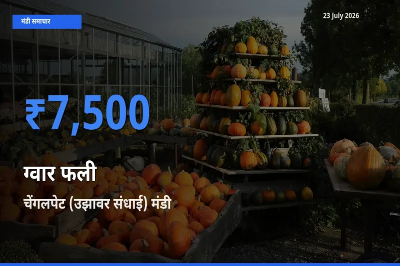आज ग्वार फली के सबसे ऊँचे दाम ₹7,500 चेंगलपेट (उझावर संधाई) मंडी में