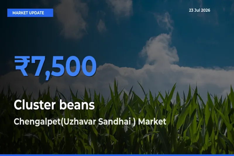 Chengalpet(Uzhavar Sandhai ) Offers ₹7,500 – Highest Cluster beans Rate Today