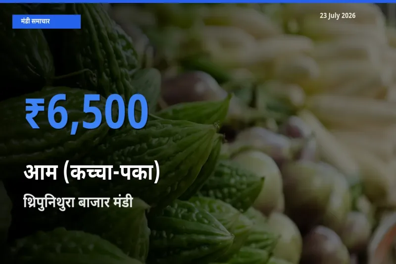 बाज़ार संकेत: थ्रिपुनिथुरा बाजार बना आम (कच्चा-पका) के लिए आज की टॉप मंडी