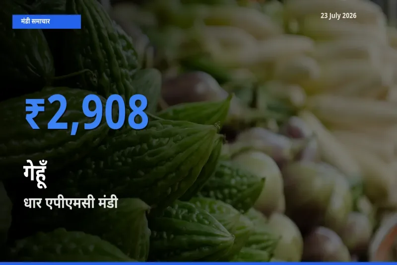 बाज़ार संकेत: धार एपीएमसी बना गेहूँ के लिए आज की टॉप मंडी