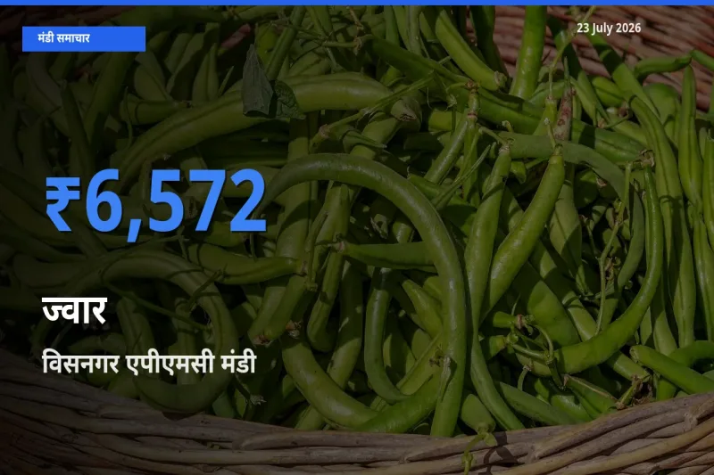 टॉप मंडी बना विसनगर एपीएमसी! ज्वार के सबसे ऊँचे दाम यहीं दर्ज