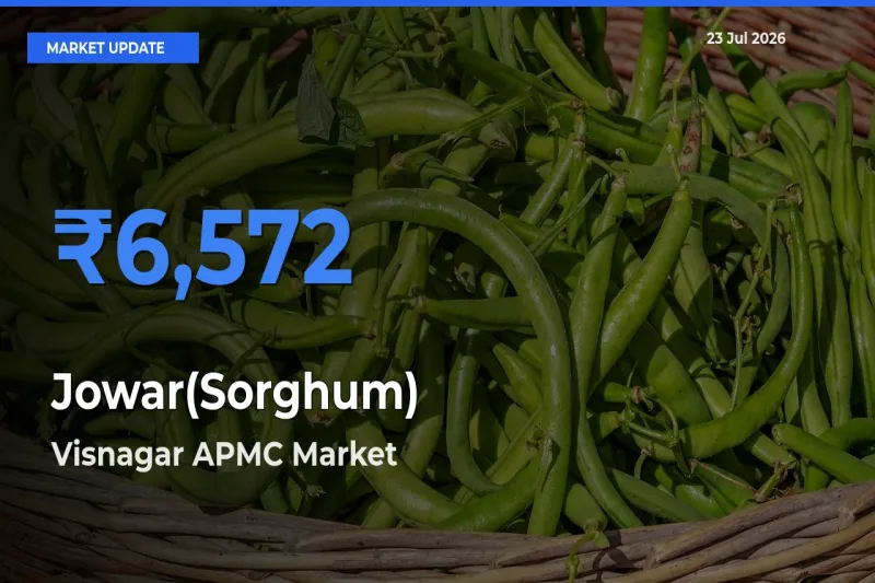 Visnagar APMC Tops Jowar(Sorghum) Mandi Rates Today