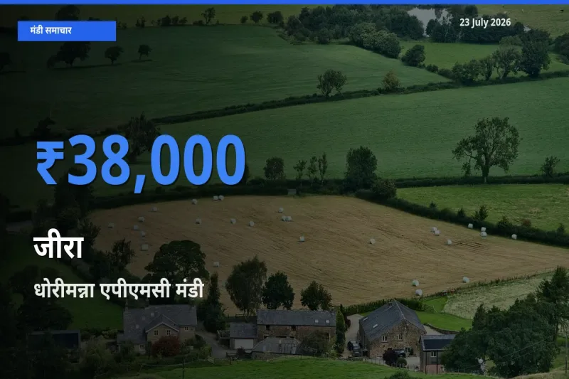 आज जीरा के सबसे ज़्यादा दाम धोरीमन्ना एपीएमसी मंडी में दर्ज