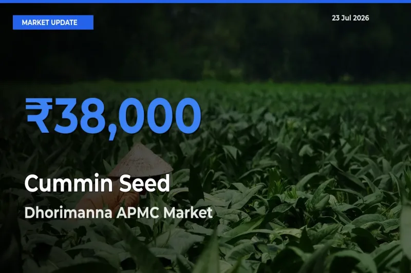 Top Performer! Dhorimanna APMC Offers Best Cummin Seed Price Today
