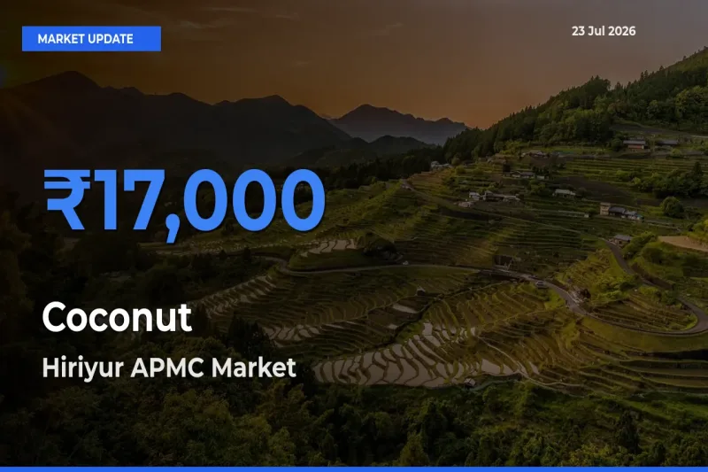 Hiriyur APMC Offers ₹17,000 – Highest Coconut Rate Today