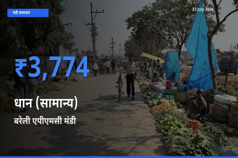 बरेली एपीएमसी मंडी में आज धान (सामान्य) के सबसे ऊँचे दाम दर्ज