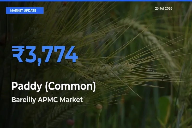 Paddy (Common) Mandi Rate Today: Bareilly APMC Tops the List