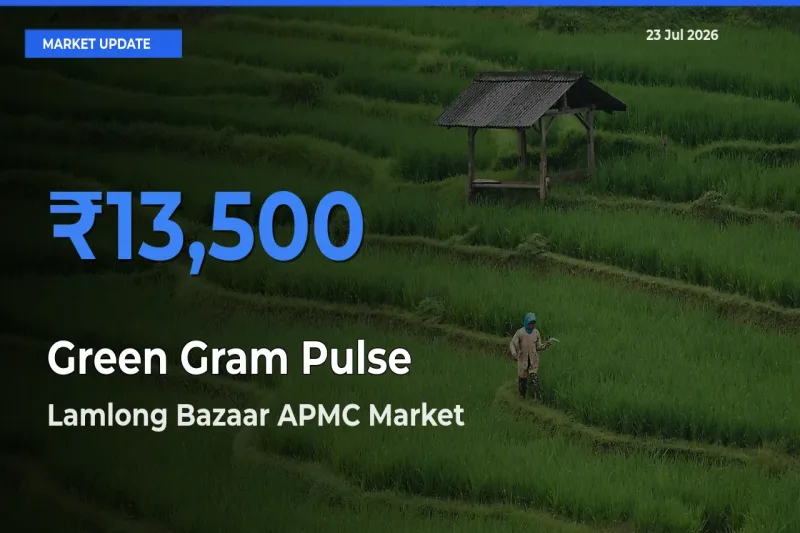Farmers Prefer Lamlong Bazaar APMC as Green Gram Pulse Hits Highest Rate
