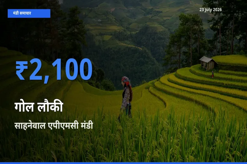 आज गोल लौकी के सबसे ज़्यादा दाम साहनेवाल एपीएमसी मंडी में दर्ज