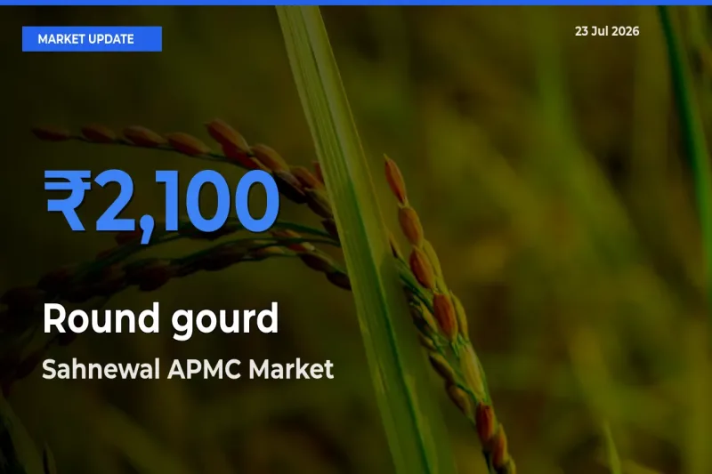 Sahnewal APMC Tops Round gourd Rates – July 23 Market Update
