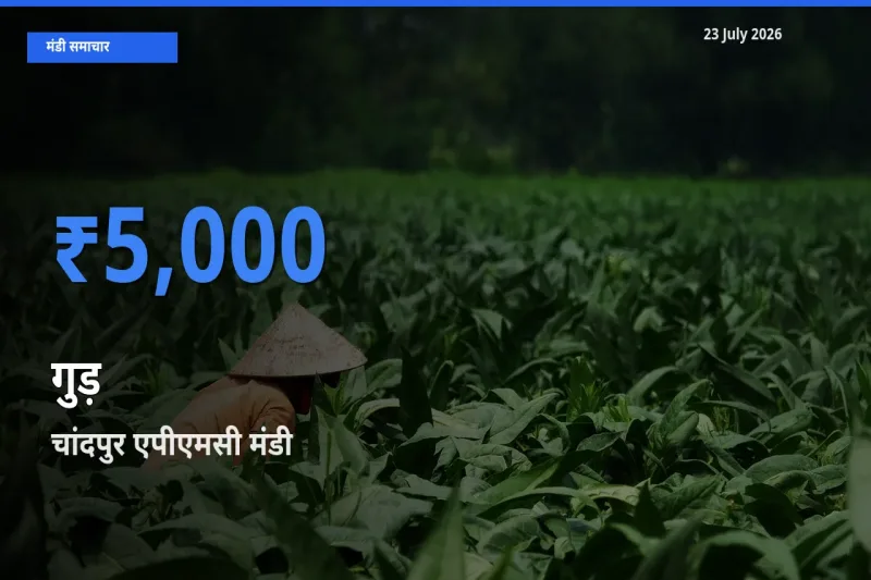 23 July अपडेट: गुड़ के सबसे ऊँचे दाम चांदपुर एपीएमसी मंडी में