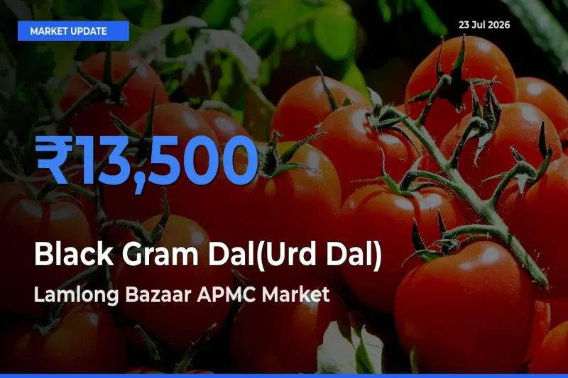 Lamlong Bazaar APMC Records Highest ₹13,500 Rate for Black Gram Dal(Urd Dal)