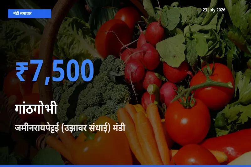 आज गांठगोभी के सबसे ज़्यादा दाम जमीनरायपेट्टई (उझावर संधाई) मंडी में दर्ज