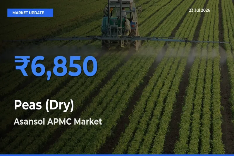 Top Performer! Asansol APMC Offers Best Peas (Dry) Price Today