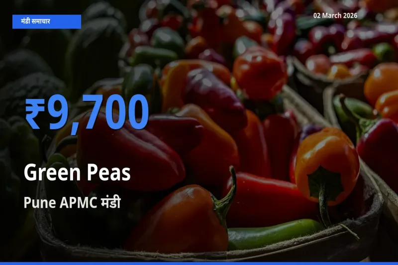 आज हरा मटर के सबसे ऊँचे दाम ₹9,700 Pune APMC मंडी में