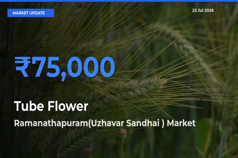 Market Watch: Ramanathapuram(Uzhavar Sandhai ) Becomes Top Mandi for Tube Flower